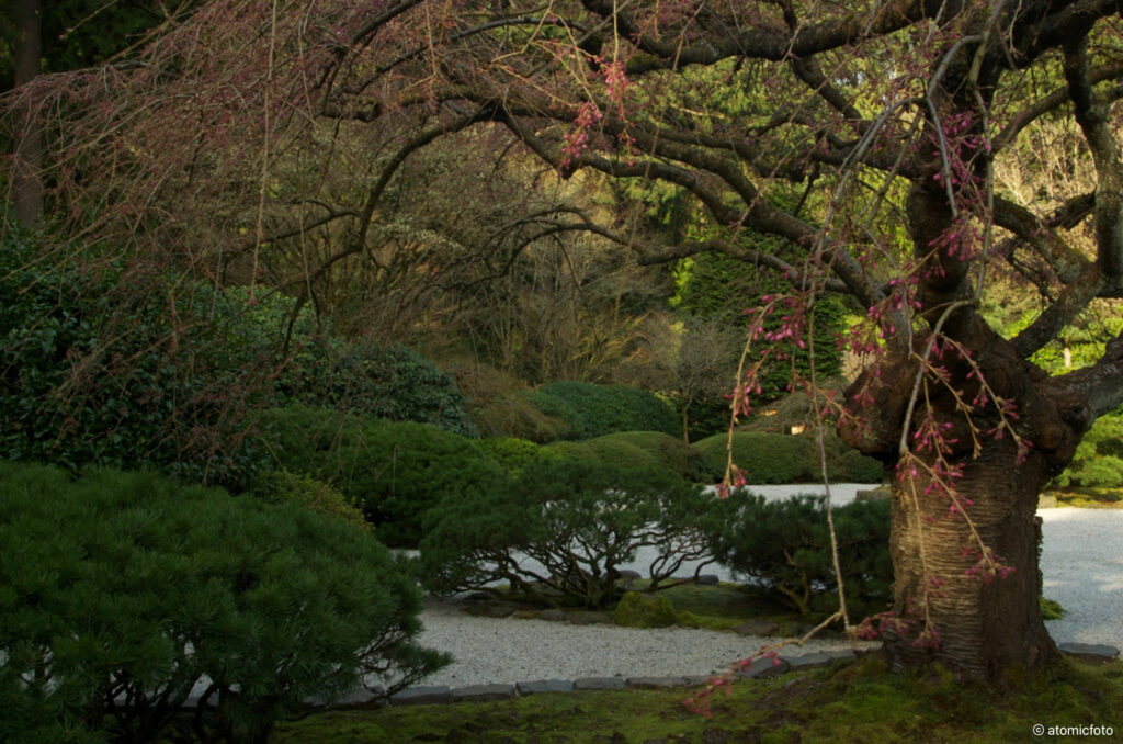 Developing photo skills at the Portland Japanese Garden with David Cobb - atomicFOTO