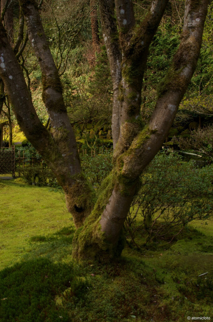 Developing photo skills at the Portland Japanese Garden with David Cobb - atomicFOTO